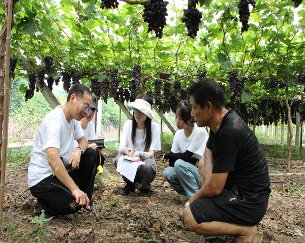 博士团成员查看葡萄园情况并与农户交流。刘奕杉摄